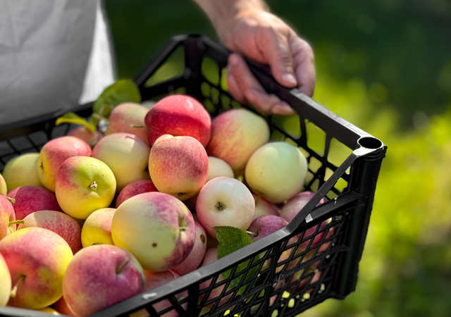 Apple Grower Of The Year