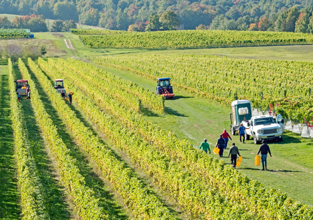 Hartford Grower Chairs Michigan Ag